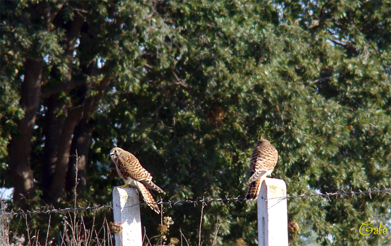 Gheppio, un gioco o la competizione?